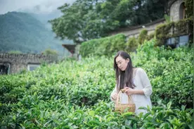 没房没车没结婚，她独居深山10年，靠100亩茶园征服赵薇郎朗图片