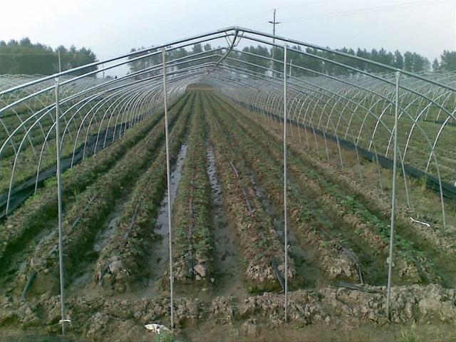 别老看别人的大棚了！避开这5大误区，你也可以建出高产草莓棚