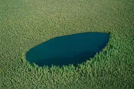 俄罗斯森林的特点图片