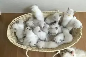 布偶猫一次生了19只小猫，网友直呼：这是一屋子的人民币啊图片