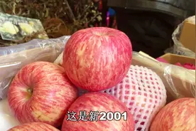 烟台果树苗木会，有多少果农参加，卖的最火的就是新品种苹果苗视频封面