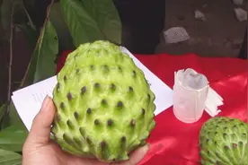 这种外形很像菠萝的水果，市场上卖60块一斤，大家有尝过吗视频封面