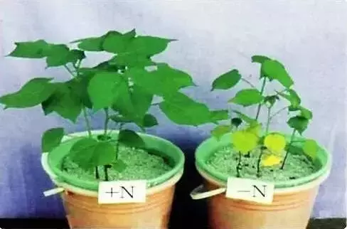 妞嶇墿缂虹礌鍘熷洜鍙婄己绱犵棁鐘跺鐓ц〃