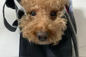 11岁泰迪不肯走，主人怒骂它闹脾气，殊不知是无声的求救图片