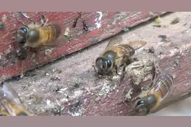 对付大黄蜂？试试水牛粪图片