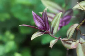 培育吊竹梅盆栽，掌握“四保”技能，繁茂、多姿多彩图片