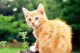 刺猬把猫咪当成妈妈，猫咪没有排斥，反而悉心照顾视频封面
