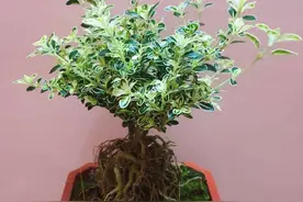 有一种盆景，特别容易养活，花色淡雅花量很大，一棵开花上百朵图片