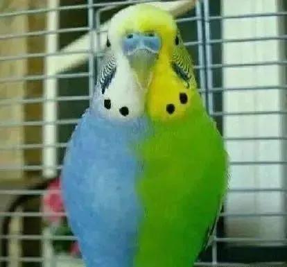 黄绿鱼鳞鹦鹉