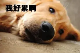 阳光明媚春意盎然这是春游好时节，诺泰克魔毯带您坐着爬上山图片