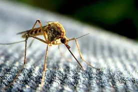 重口味，蚊子做的饼你敢吃吗？图片