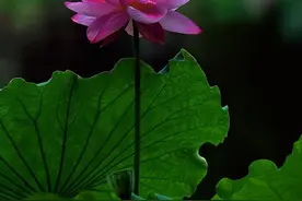 高清美图！荷风夏雨别样美图片