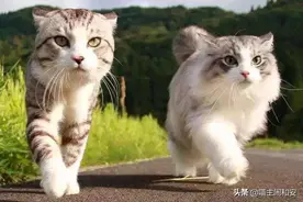 猫踮着脚尖奔跑，速度快，但猫不擅于长距离行走图片
