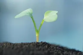 每个人都有三条命图片