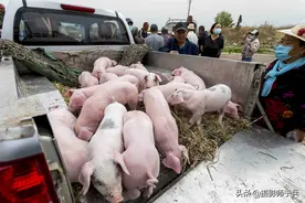 绥化安达，猪崽现在是什么价格，你知道吗？图片