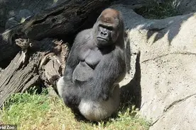 西班牙动物园管理员被一400斤大猩猩残忍撕咬，猩猩突破三道门袭击图片