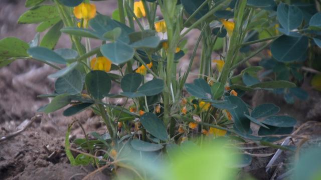 别再错误的用花生三遍药了，浪费钱还不高产，快来看看正确的方法