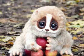 猫的粪便有病毒？人体感染会出现并发症，孕妇可能会流产！