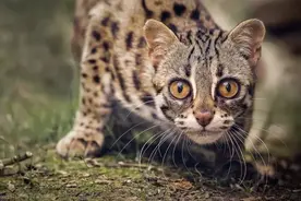 甘肃发现5只猛兽，远看像豹近看像猫，幼崽10天睁眼20天断奶图片