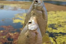 湖北钓鱼人钓起“巨型鳑鲏鱼”，网友：跟鲫鱼杂交了图片