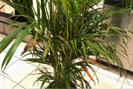 聊散尾葵和袖珍椰子这两种植物的区别，对比一下找出不同点图片