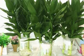 养富贵竹，水里加一种料，植株生根快，枝叶长得茂盛图片
