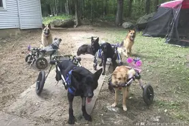 女子领养6只瘫痪狗狗，用特殊轮椅让它们重获新生图片