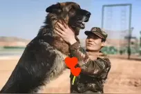 当军犬见到休假回来的训导员‧‧‧‧‧‧图片