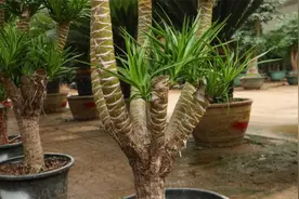 龙血树的栽培养护和繁殖方法，总结到位，新手也可简单做好图片