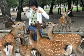 奈良之为了一口小鹿饼，鹿界众生相图片