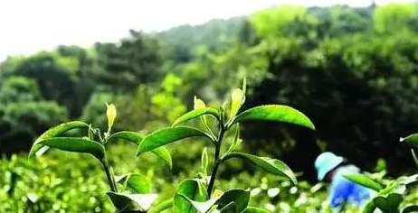 全国农产品地理标志目录之——江西篇（四）
