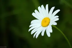 等你，盼你，想你，念你，今生无缘夫妻，默默牵挂一世图片