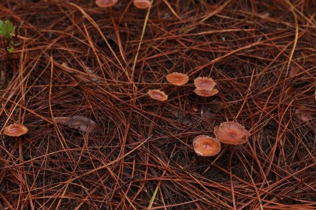 熟茶核心品质之「滑」与「厚」