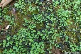 人称“天菜”，烂泥巴地里才有，见到别嫌弃，炒鸡蛋很好吃图片