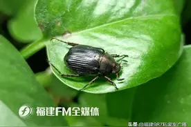 福建的新物种！却被张冠李戴了近20年图片