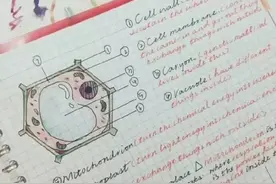 年级第一女学霸的假期笔记火了！各科都有图片