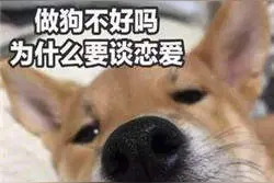 假如猫咪和狗狗在一起了，会是怎么样的呢？狗狗：我命苦啊图片