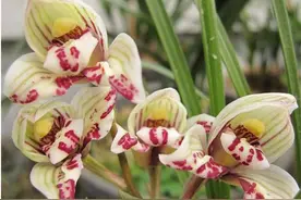 莲瓣兰花铭品介绍图片