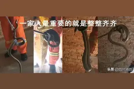 吓人！房间揪出4条蛇！图片