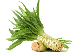 莴笋种植的时间和方法图片