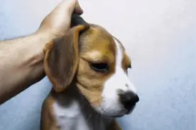 老祖宗直言：有这5个特征的狗，别轻易带回家图片