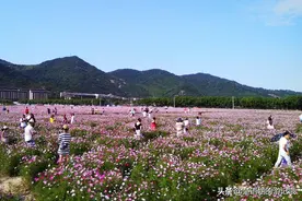 宁波这个水库景色宜人，旁边就是网红花海，二者争辉吸引游人无数图片