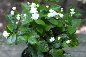茉莉花有“三怕”，平常养护避开，才能四季开花，养成繁花小老桩图片