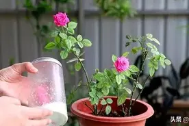 促使月季多开花，除了施磷酸二氢钾以外，还要施其它的肥料吗？图片