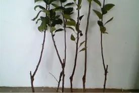 苹果的长枝和短枝，矮化和乔化区别与优缺点介绍图片