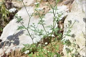 神农本草图经 | 蛇床子 茵陈蒿 漏芦 菟丝子 白莫（白英）图片