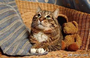 猫咪狗狗甲状旁腺｜结构功能以及激素调节，以及常见的疾病