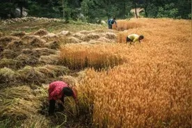 俺娘喊俺回家收麦子了图片