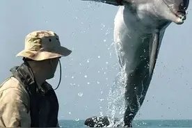 海豚鱼雷、自爆军犬、真猫窃听器，人类的战争坑了多少动物图片