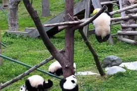 明星熊猫挂树上死了7小时才被发现，网友愤怒：拿国宝当摇钱树图片